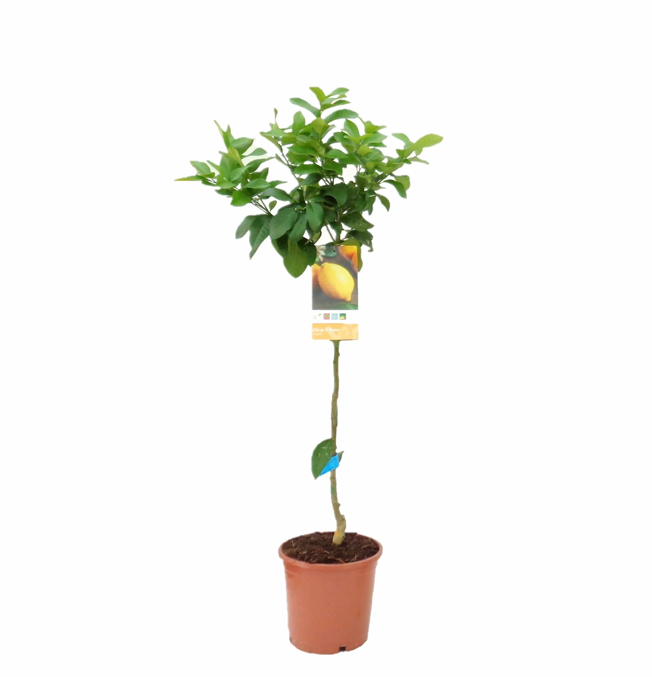 Pack Limonero Naranjo Pomelo Mandarino Planta Natural 110 Cm Maceta 22 Cm