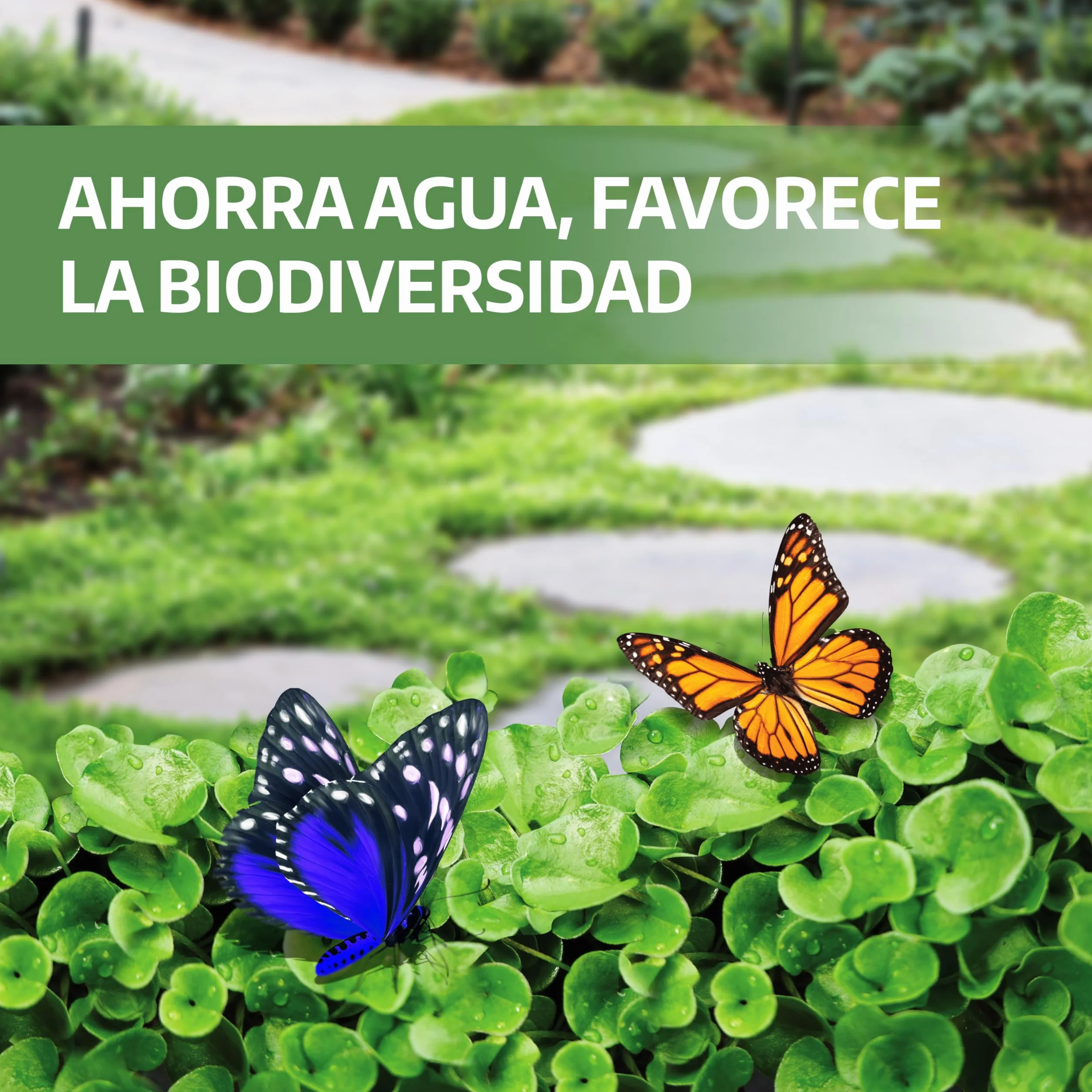 LERAVA Dichondra repens semillas 20m² Resistencia a la sequía 200g