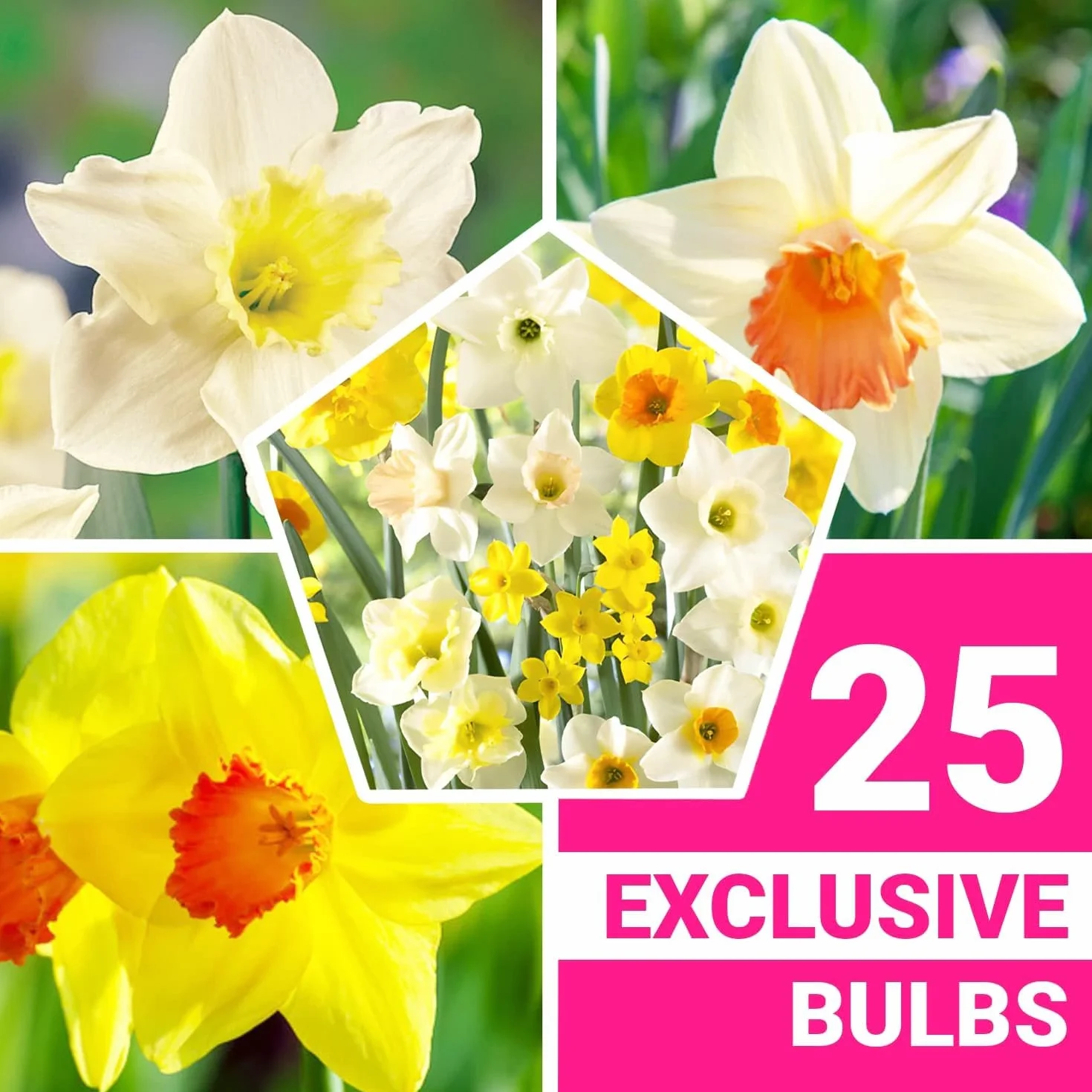 Bulbos de narcisos Spectrum 25 piezas perennes resistentes al invierno mezcla Holanda jardín maceta 6-7 variedades