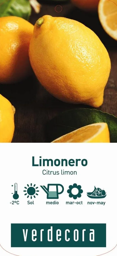 Verdecora Limonero 4 Estaciones Eureka Árbol Cítrico Maceta 5L Planta Natural Exterior