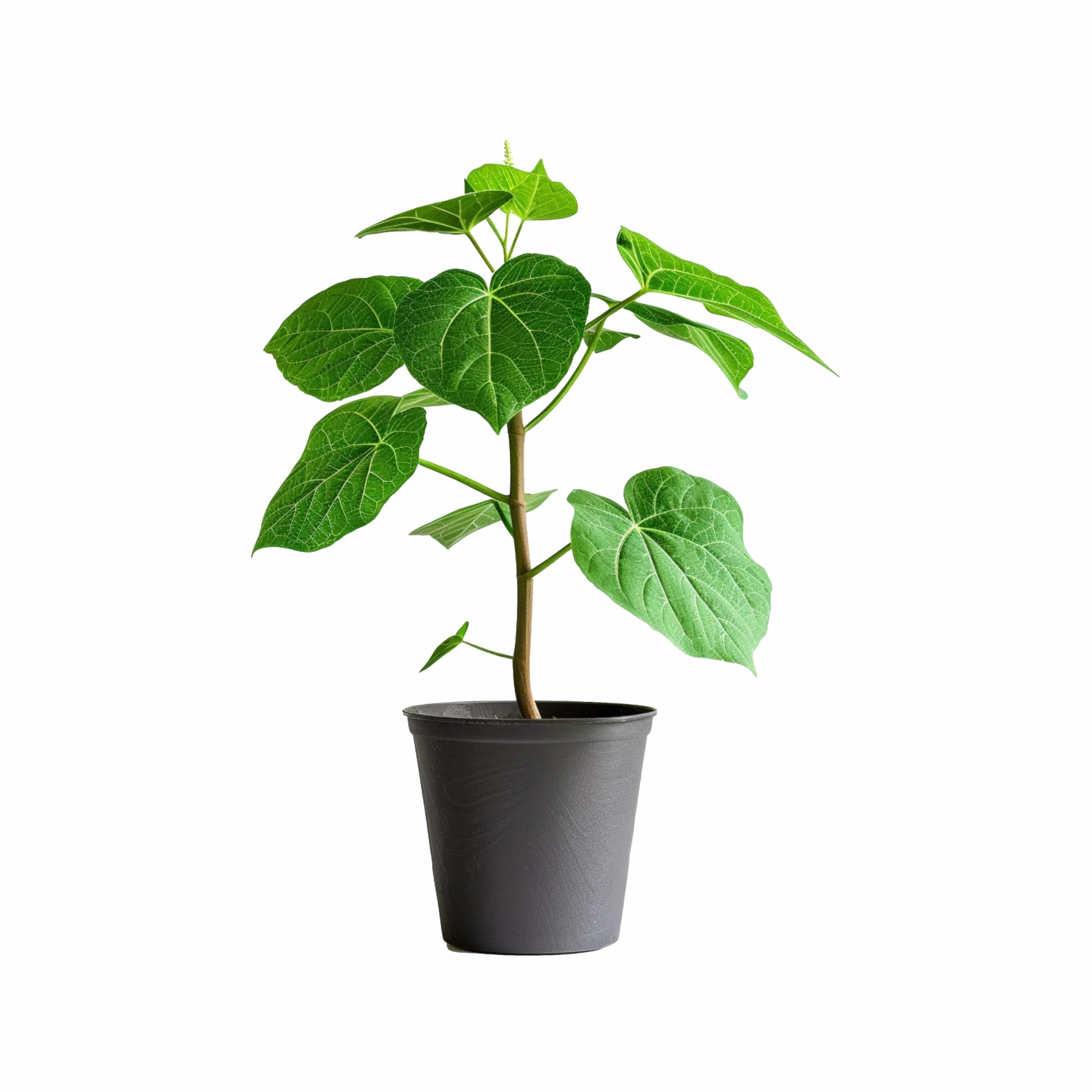 Paulownia Tomentosa Árbol Emperatriz Vivo 50-60 cm en Maceta Plástico