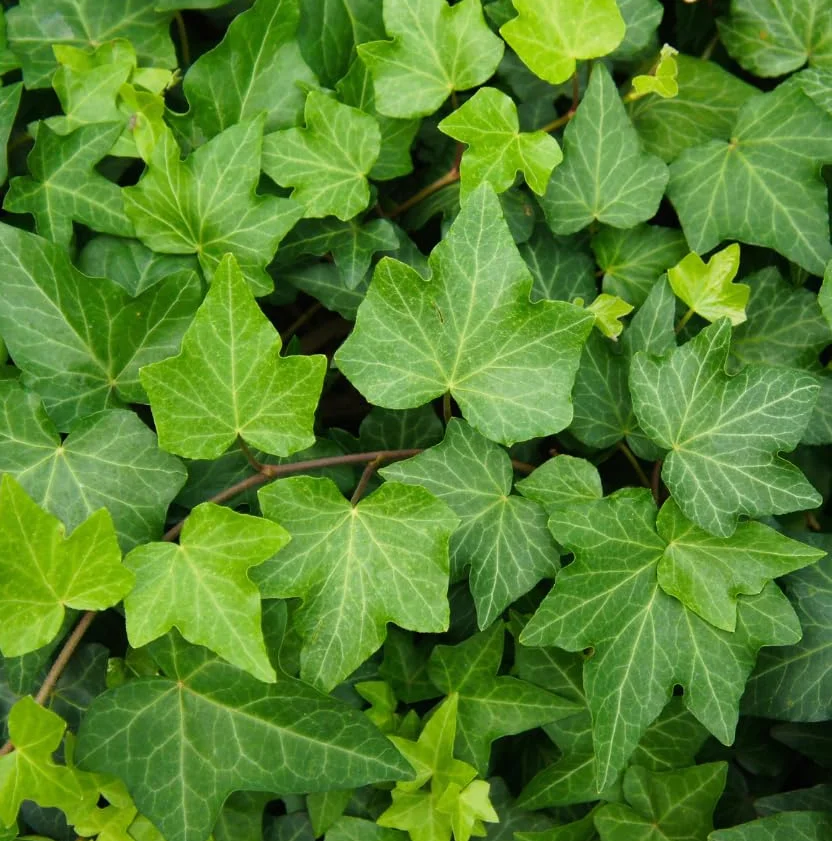 Hiedra Planta Trepadora Natural para Interior y Exterior