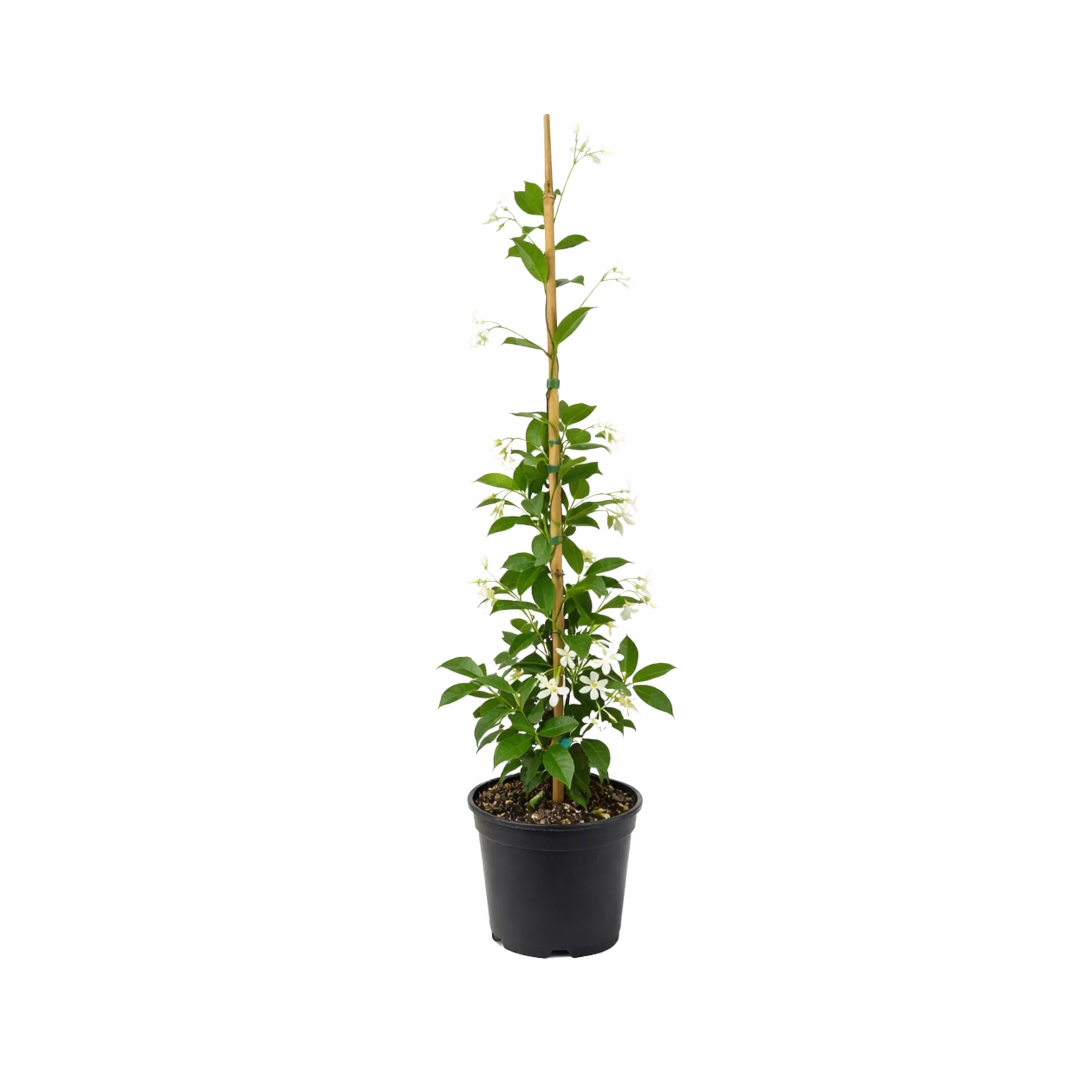 Jazmín Estrellado Planta Natural 120 cm Trachelospermum jasminoides Enredadera Exterior Flores Blancas Aromáticas
