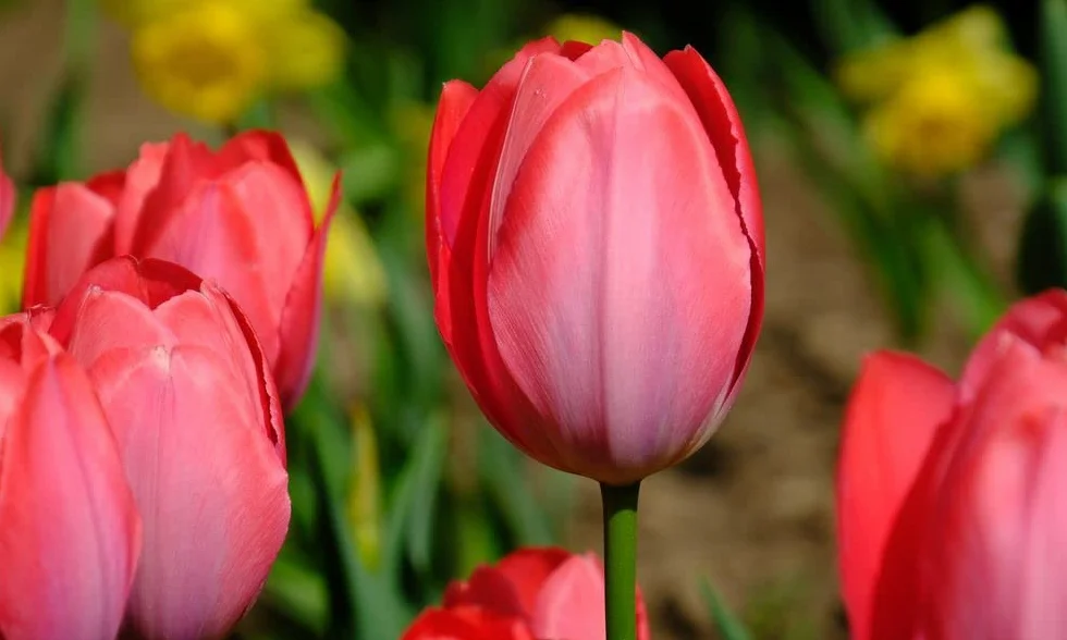 BULBOS ESPECIALES FLOR CORTADA X40