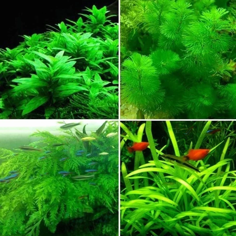 300/500 piezas semillas plantas agua raras musgo subacuático decoracion tallo hierba acuario