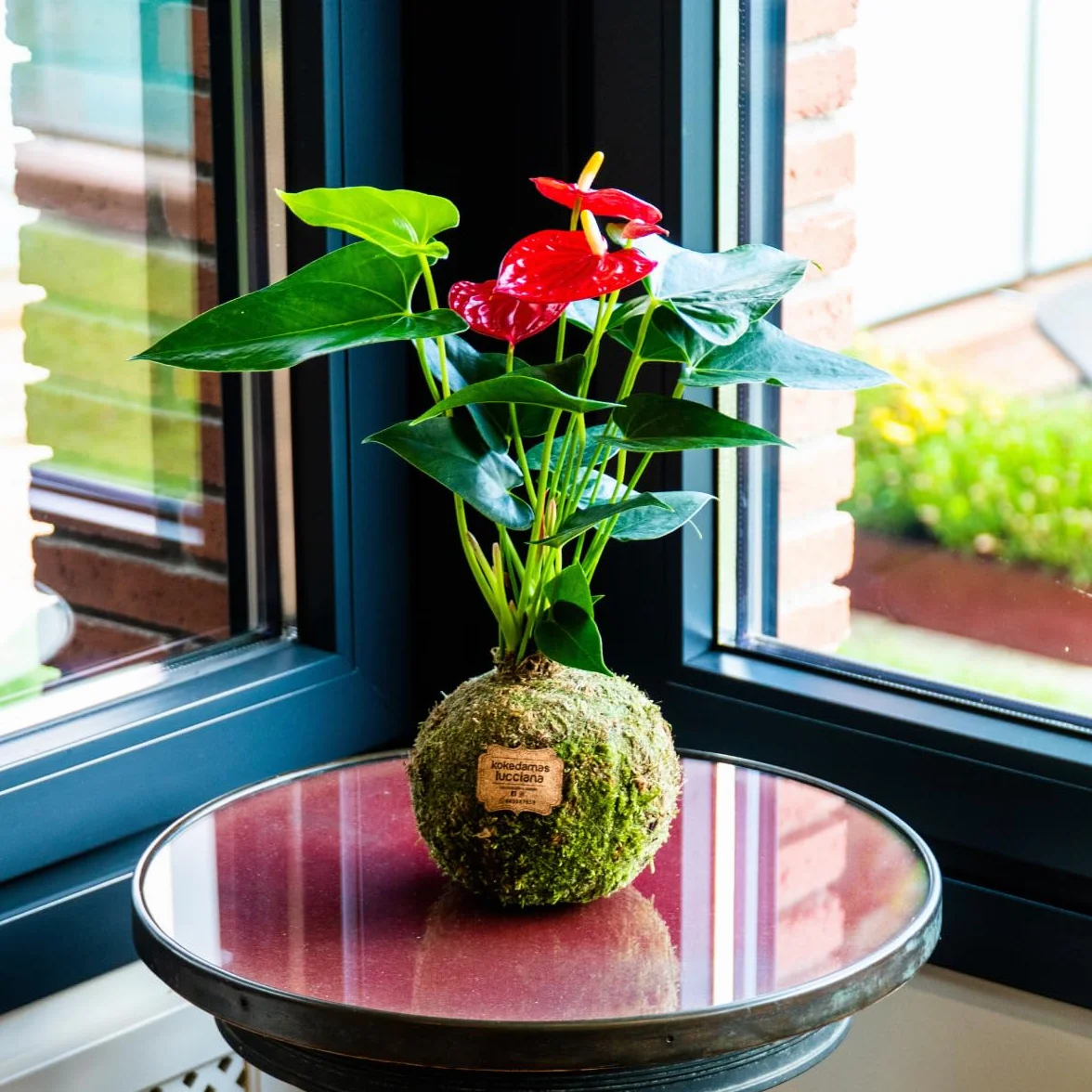 Kokedama Anturio Rojo Planta Natural Interior Decoración Hogar Fácil Cuidado