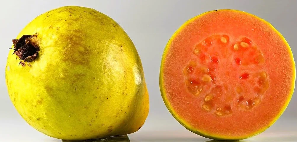 Semillas de Guayaba Psidium guajava Árbol Frutal Exótico