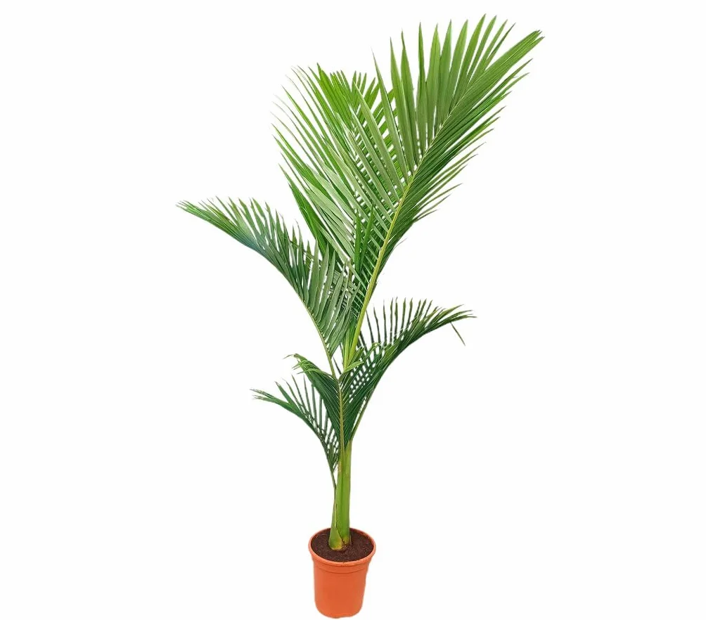 Archontophoenix alexandrae M24 Palmera Natural Elegante Follaje Tropical