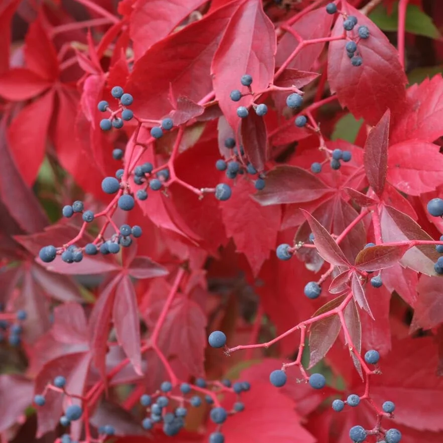 Parthenocissus quinquefolia 'Engelmannii' Roja resistente Maceta 1,5 litros