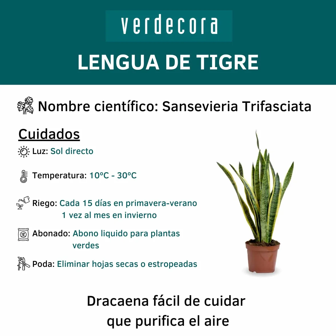 Sansevieria Planta natural interior maceta Ø17cm 50cm