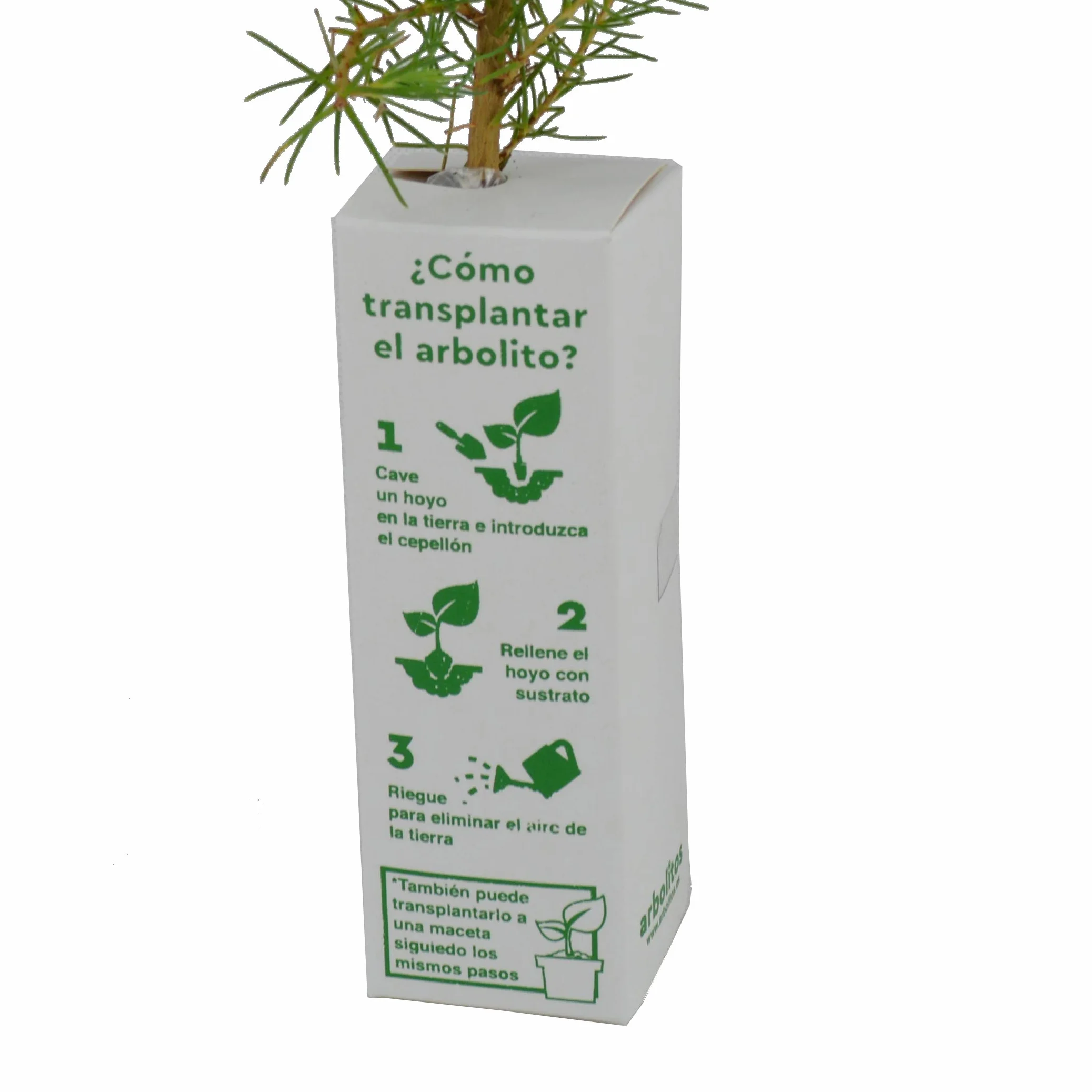 Pino Piñonero (Pinus pinea) 30-40 cm natural do transplantu lub prezentu