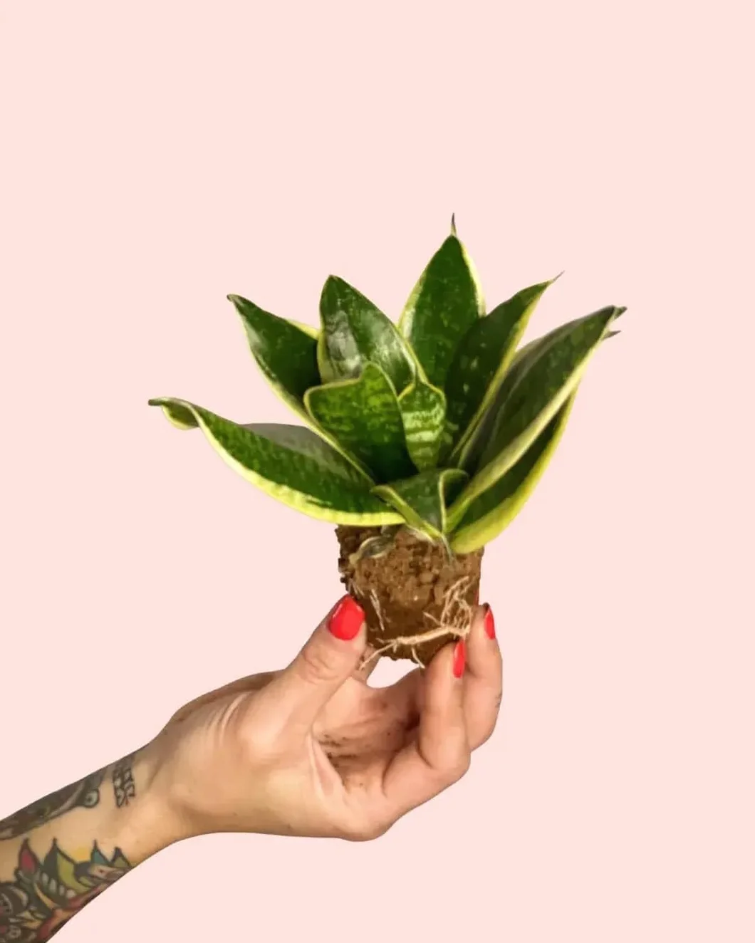 Sansevieria Golden Mini Lengua de Suegra Natural Compacta Maceta Ø5 cm