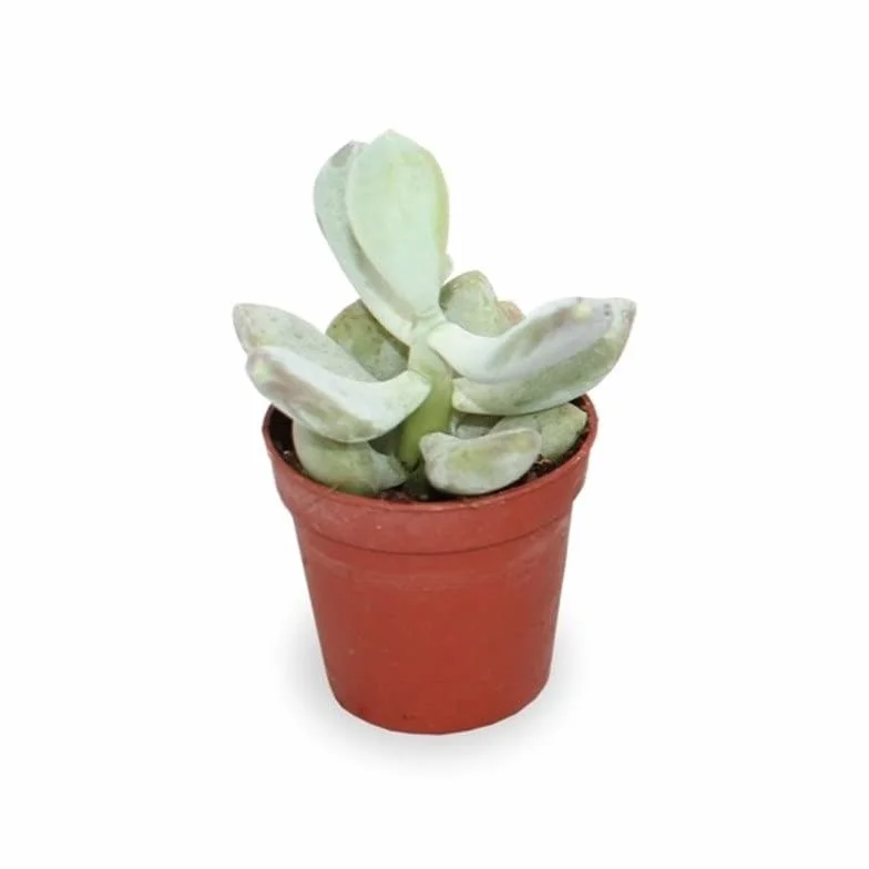 Verdecora Pack de Cactus y Suculentas | Plantas naturales vivas de interior en maceta Ø5cm | 10 Crasas