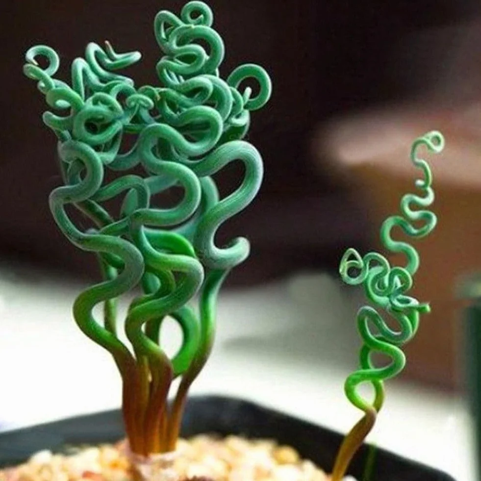 Semillas de bonsái 200 piezas plantas suculentas raras hierba primavera espiral