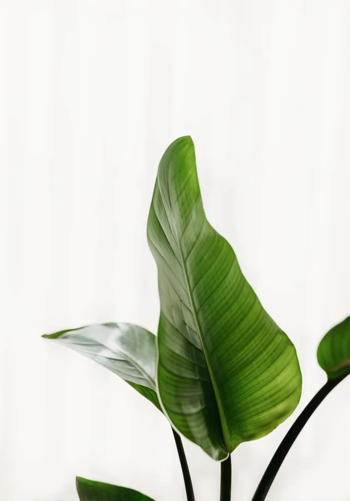 Verdecora Aspidistra Eliator Lurida Roślina Zielona Naturalna Wnętrze Doniczka Ø17cm 80cm
