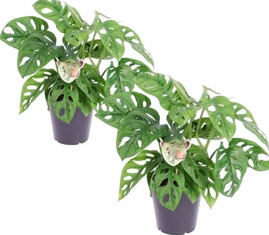 DECOALIVE Monstera Obliqua 2 Pack Rośliny Doniczkowe Naturalne