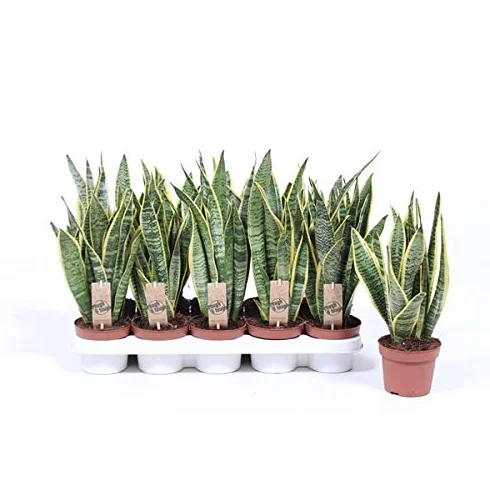 Sansevieria trifasciata Laurentii 40 cm Bogenhanf Planta de habitación