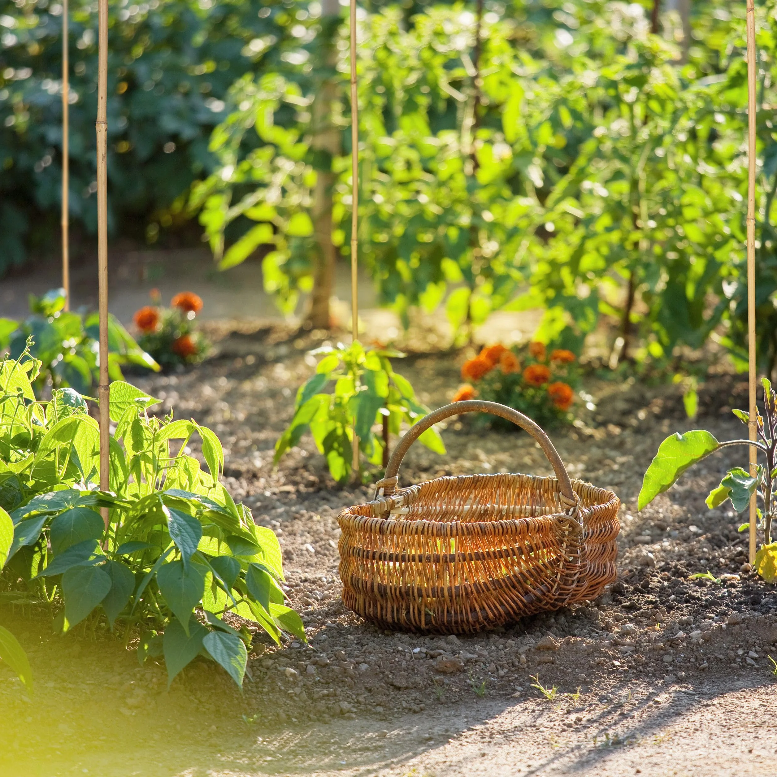 Control Garden Pack 30 Unidades Tutor de Bambú Ecológico 180 cm Estaca Natural Caña Sujetar Plantas ø 10-12