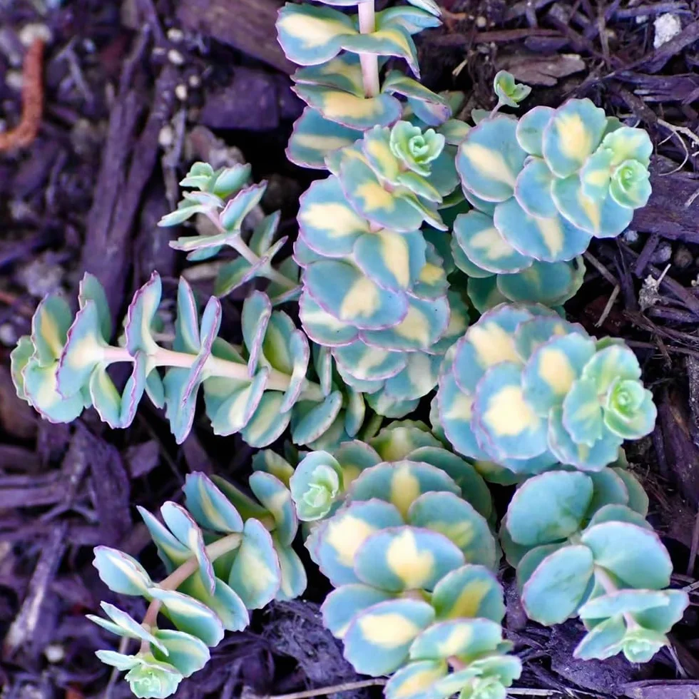 Semillas de Sedum para Techos Verdes, Cubierta Perenne Resistente 50pcs