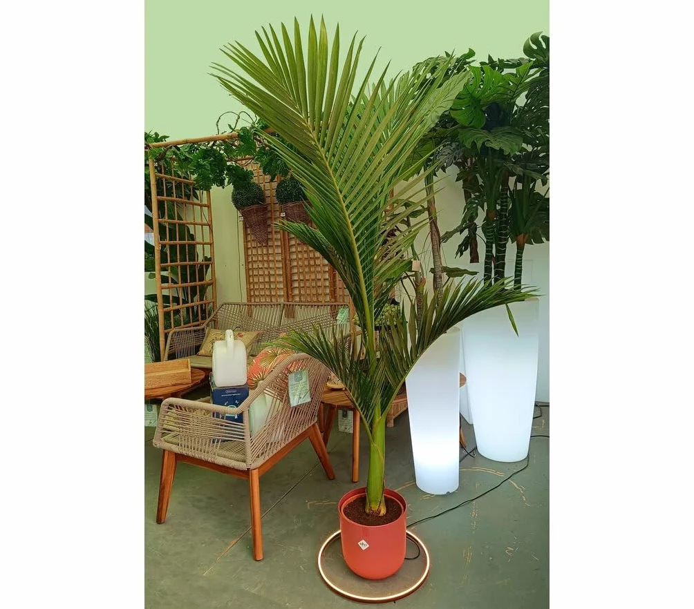 Archontophoenix alexandrae M24 Palmera Natural Elegante Follaje Tropical