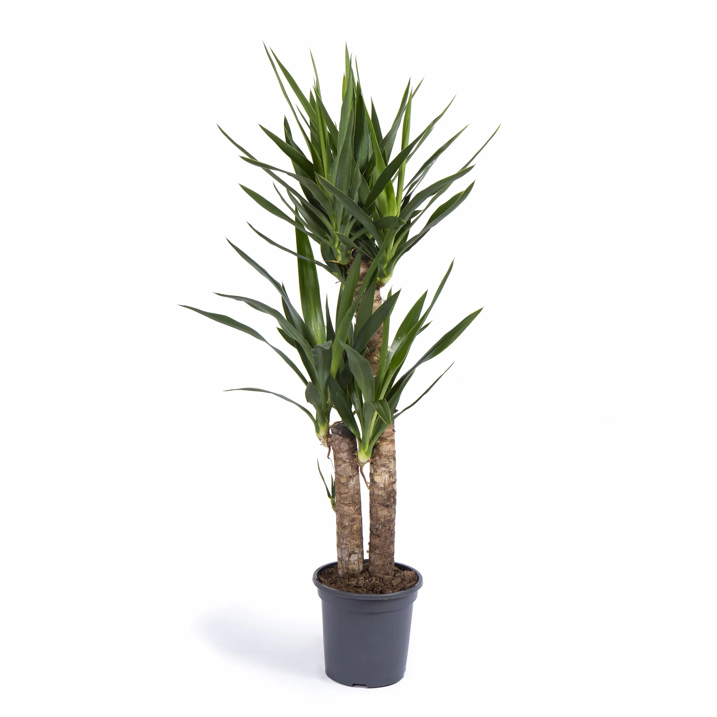 Yuca Mediana Planta natural interior Cool Green Decoracion hogar