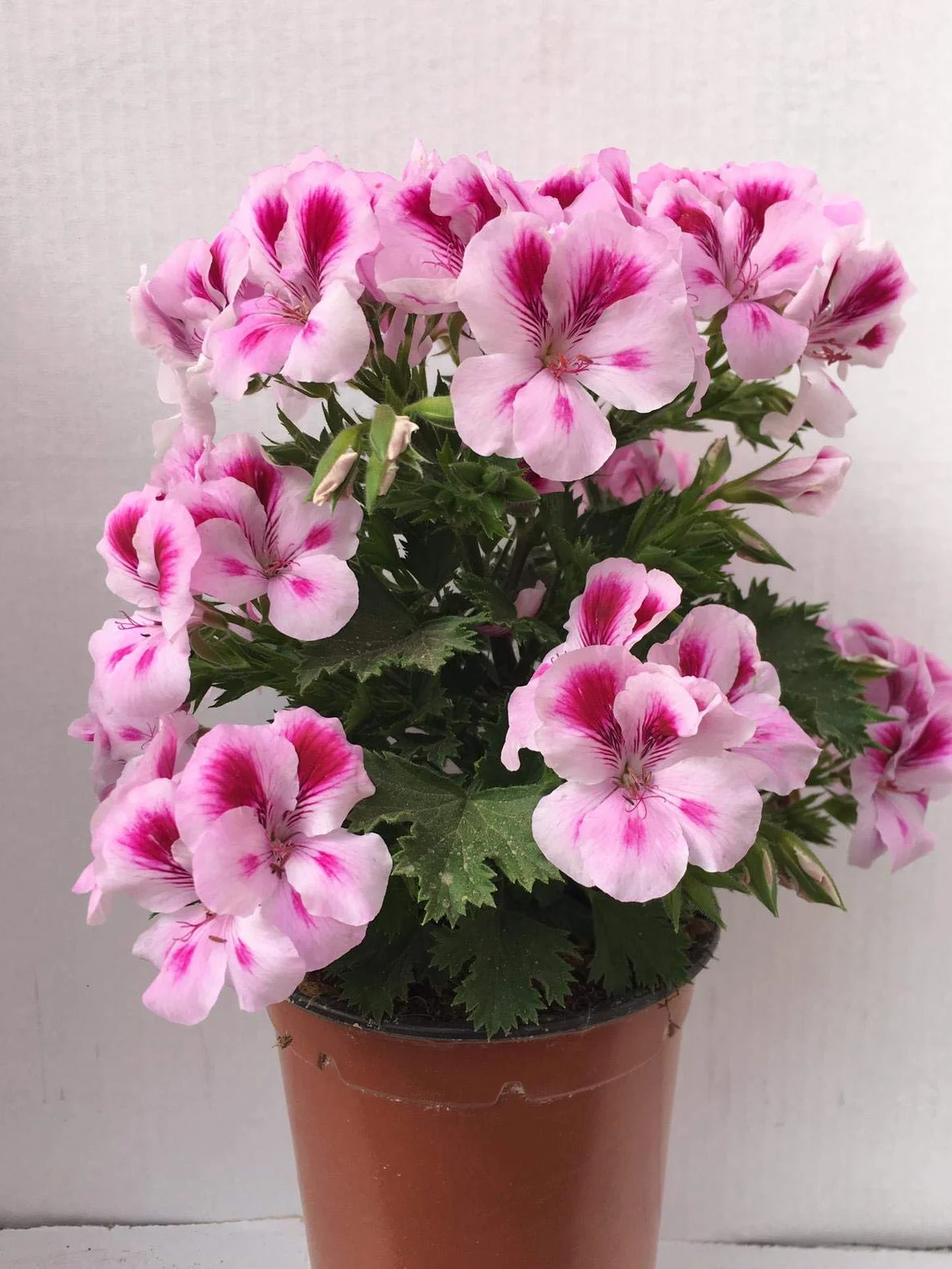 Vipar Garden Geranio Pelargonium Grandiflorum 14 cm ø Pack 6 Plantas