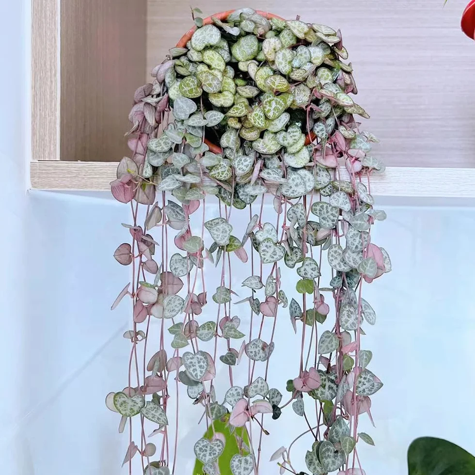 Ceropegia Woodii Semillas 30 Piezas - Suculentas Plantas Reales para Jardín Exterior