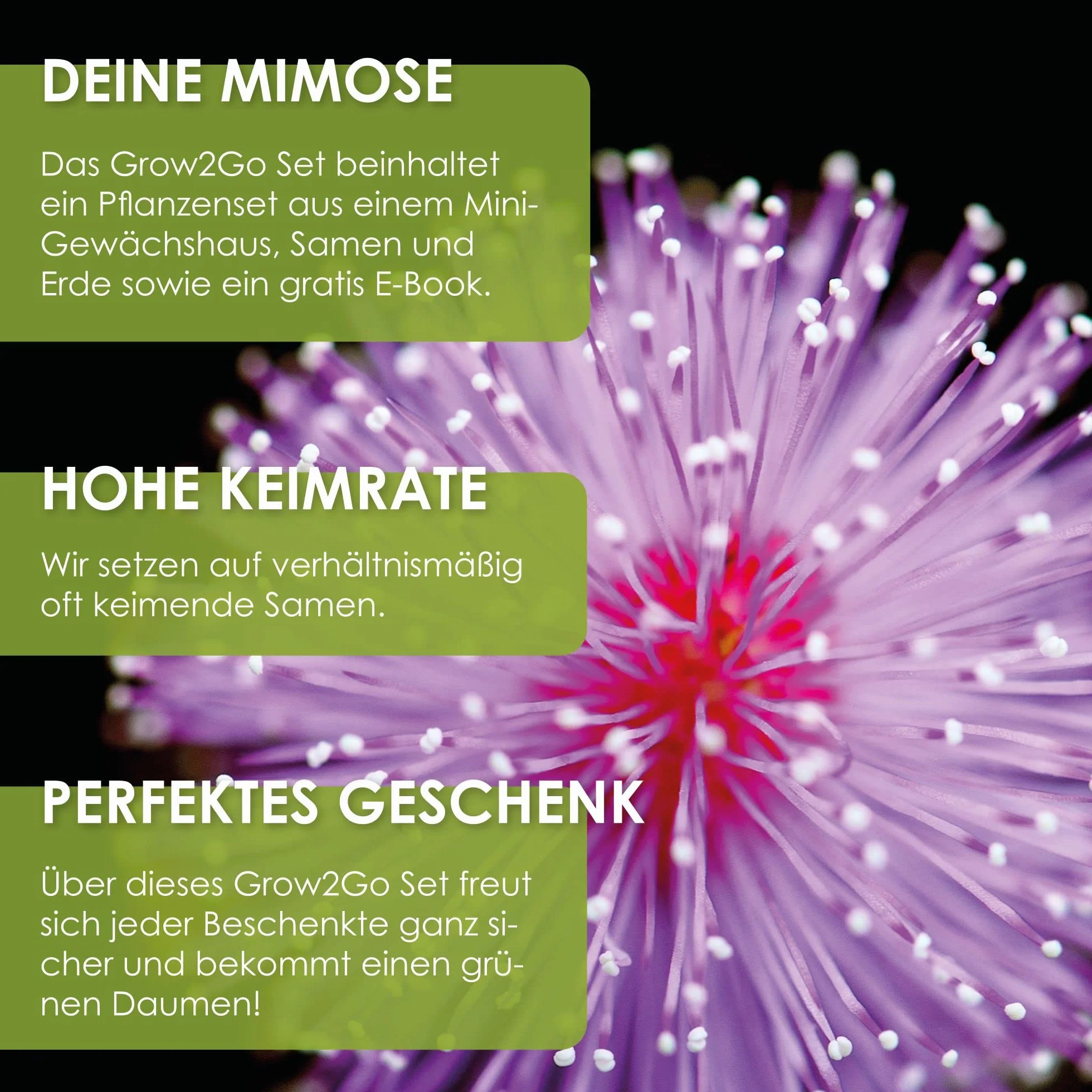 GROW2GO Mimosa Pudica Starter Kit de cultivo - Mini Invernadero, semillas y juego de plantación