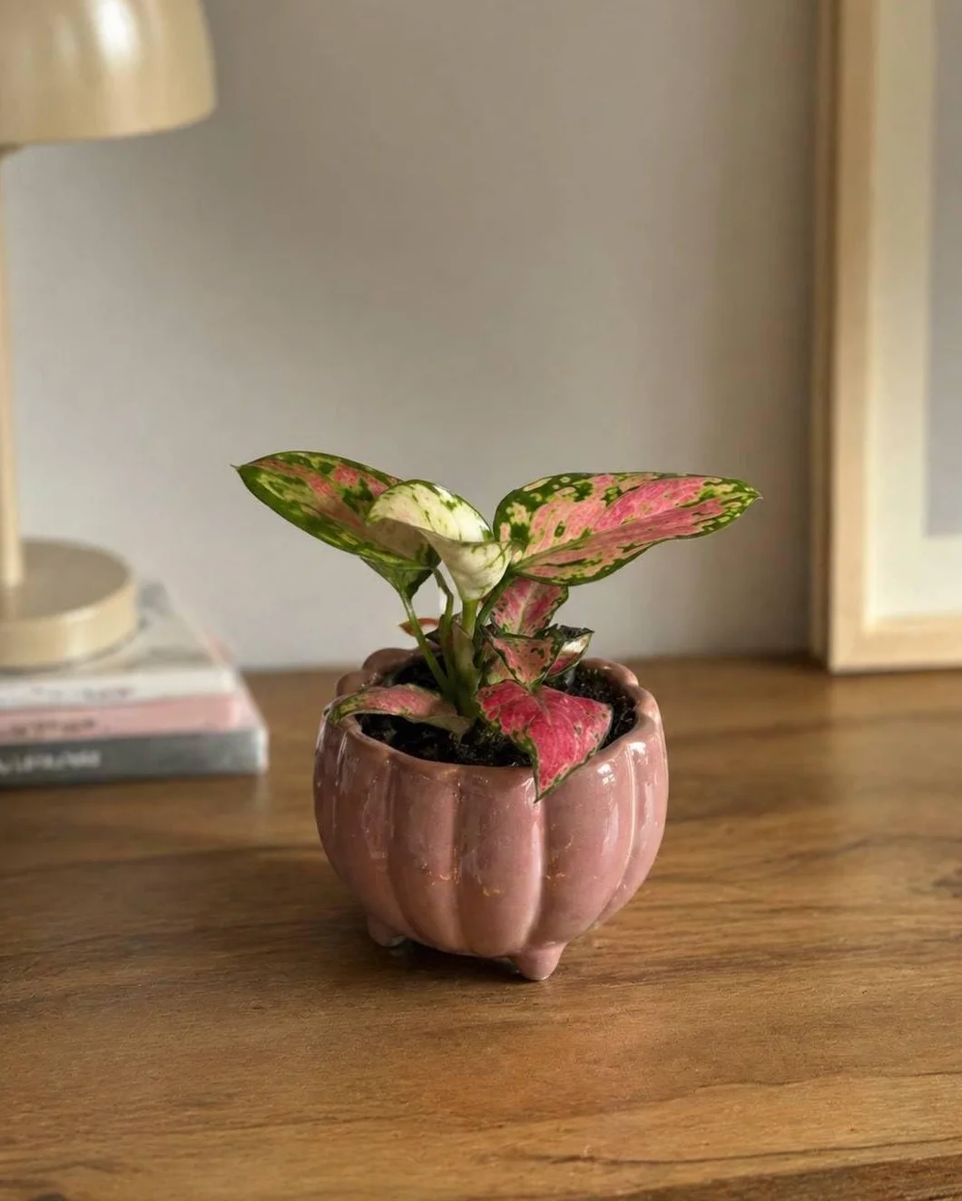 Aglaonema Pink Mini Planta Natural Interior Decorativa Compacta Ø6 cm