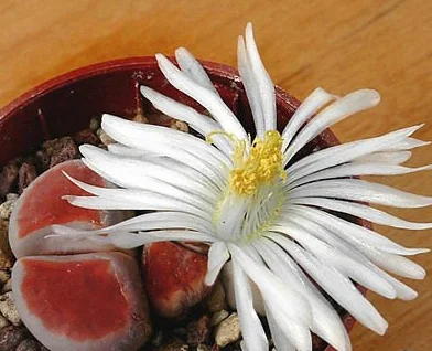 Lithops Karasmontana lateritia nasiona 15 sztuk sukulenty