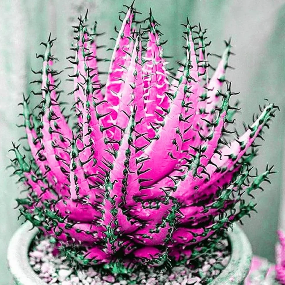 Aloe Vera semillas rosa roja 100 piezas suculentas hierbas Bonsai plantas jardín decoración