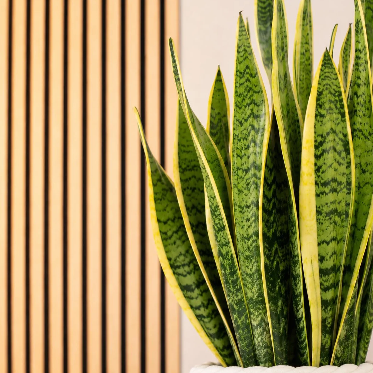 Sansevière Sansevieria trifasciata Laurentii planta interior 65 cm maceta Ø 17 cm