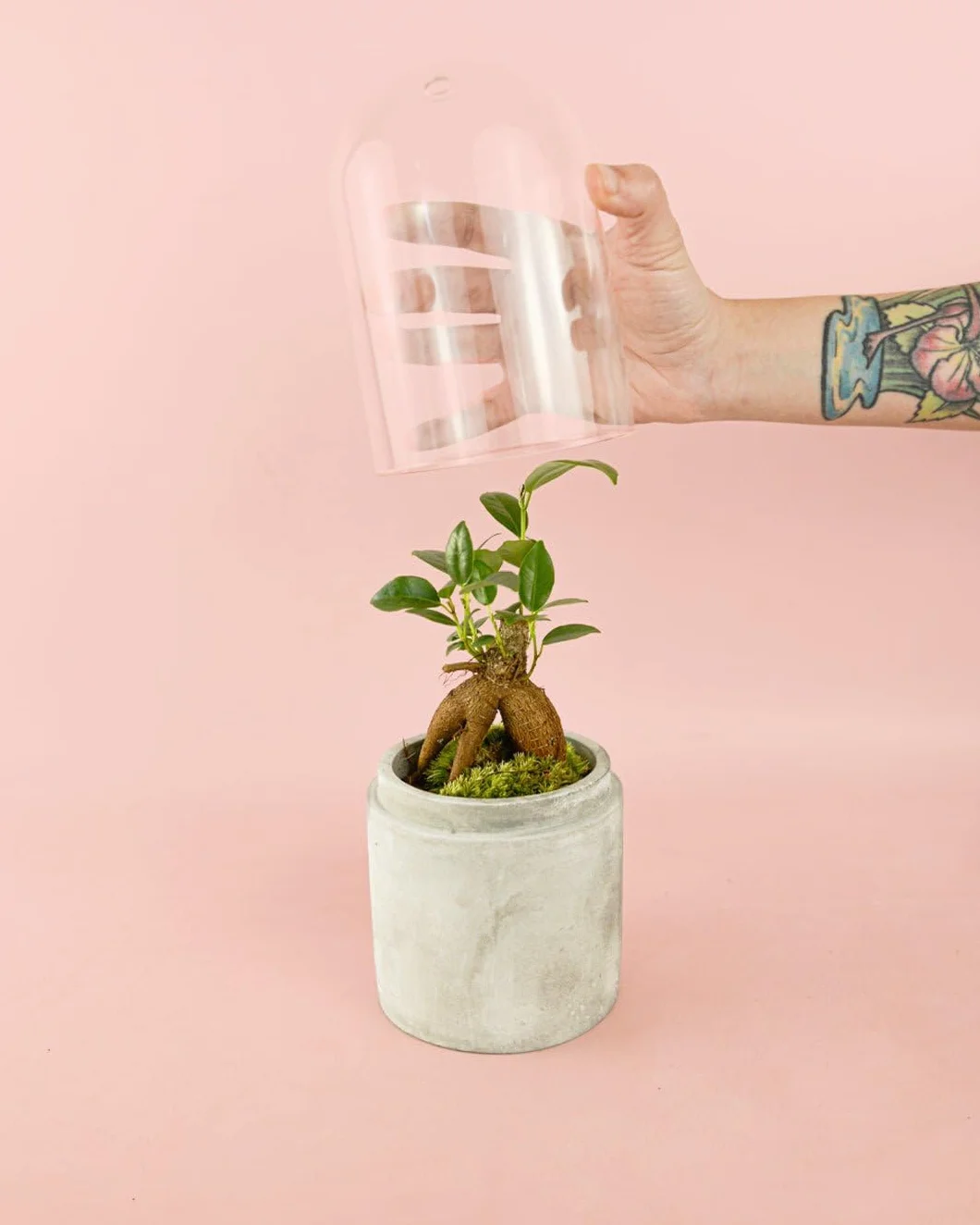 Ficus Microcarpa Mini Bonsái Natural Planta Tropical Maceta Ø6 cm