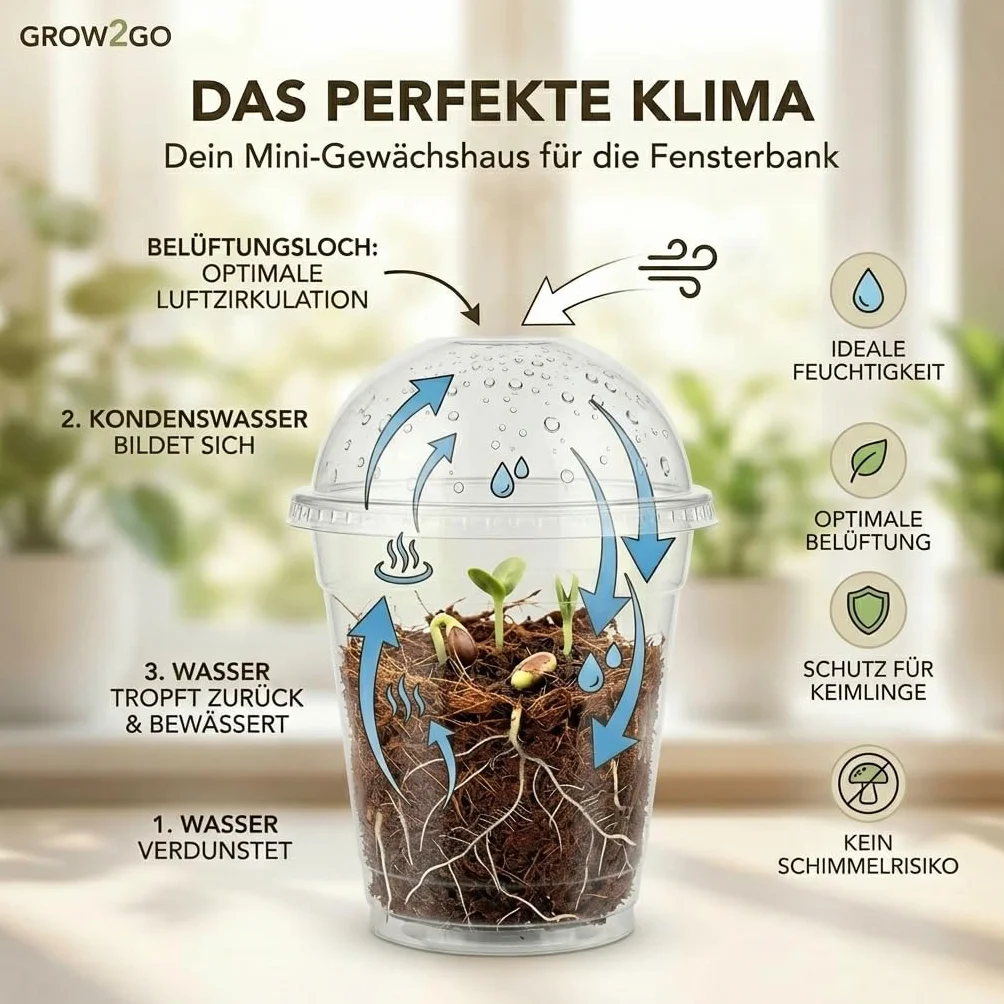 GROW2GO Bonsai Kit Set con Mini Invernadero, Semillas y Tierra - Pino Australiano