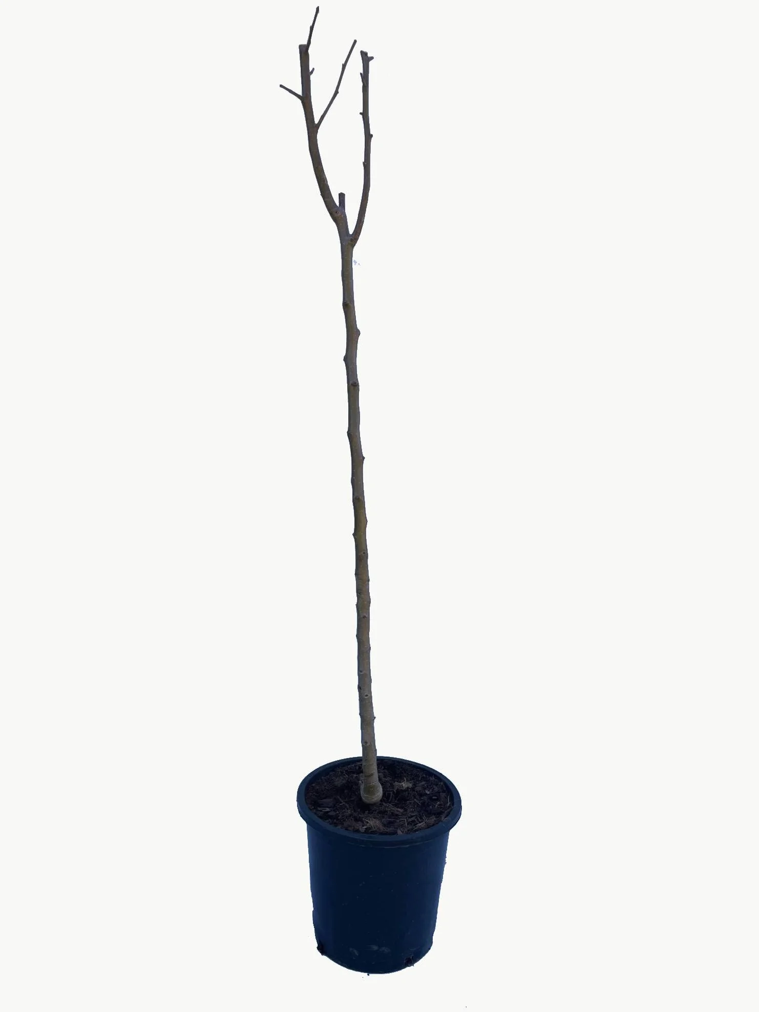 Peral de agua tierna Maceta 26cm Altura 1'20m Planta viva