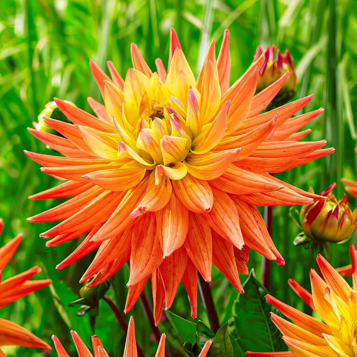 Dalias Bulbos Gigantes Cactus Naranjas - 5 Bulbos de Flores Exterior - Plantas Naturales de Holanda - Decoracion Jardin