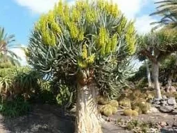 50 Semillas de Aloe Dichotoma Tree Amarillo