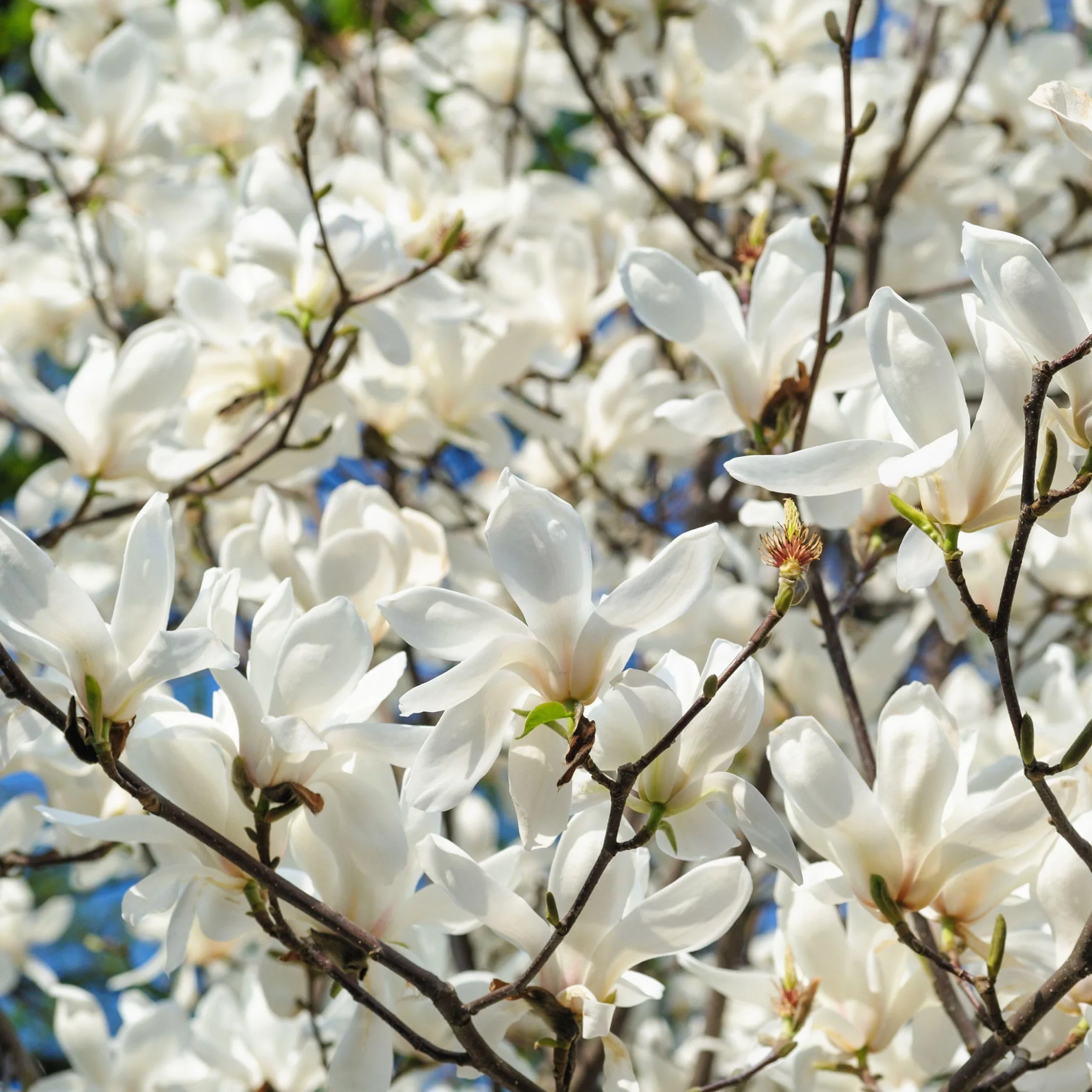 Magnolia Susan Soulangeana Stellata Mix 3 Pack 9cm Pot 25-40cm