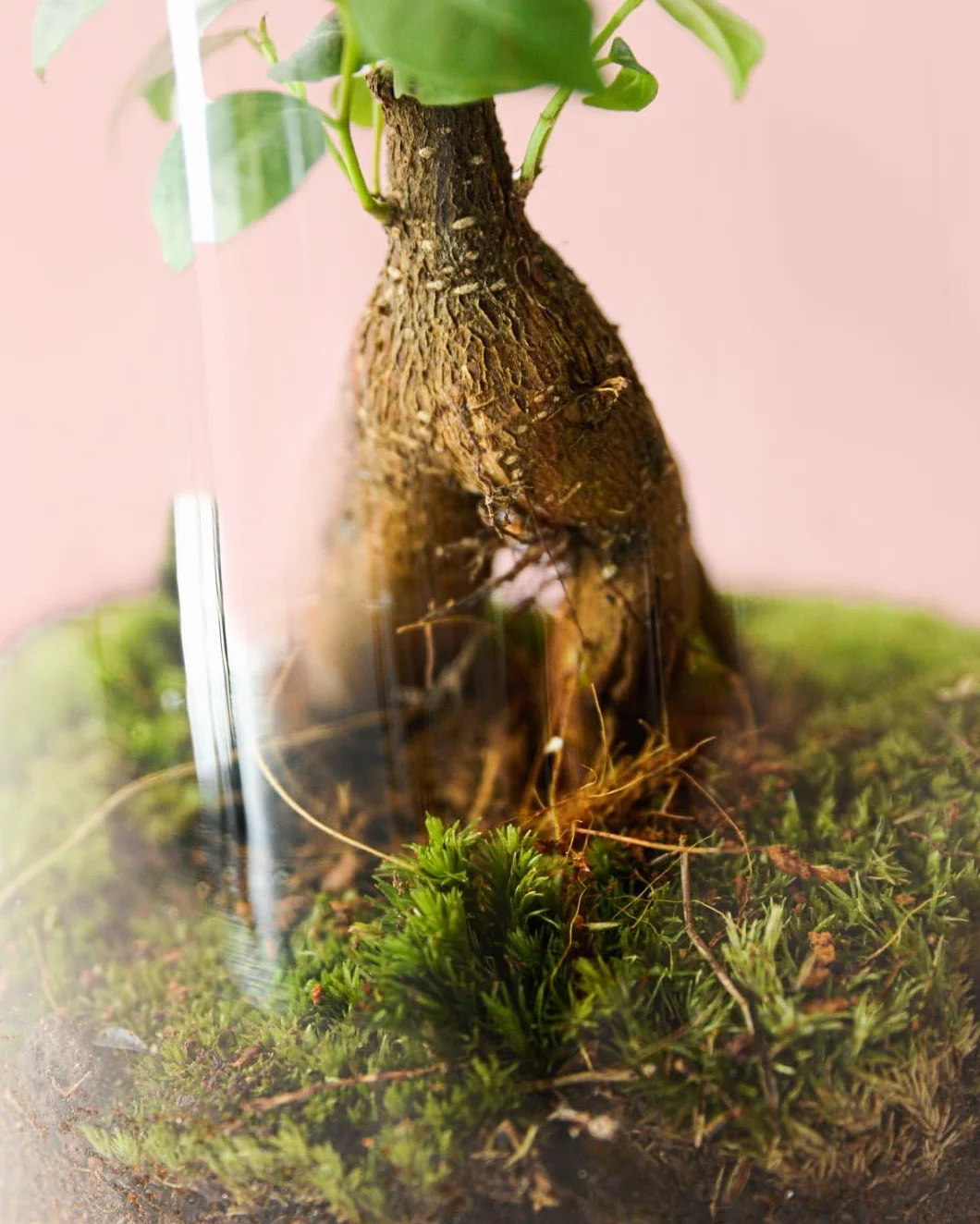 Ficus Microcarpa Mini Bonsái Natural Planta Tropical Maceta Ø6 cm