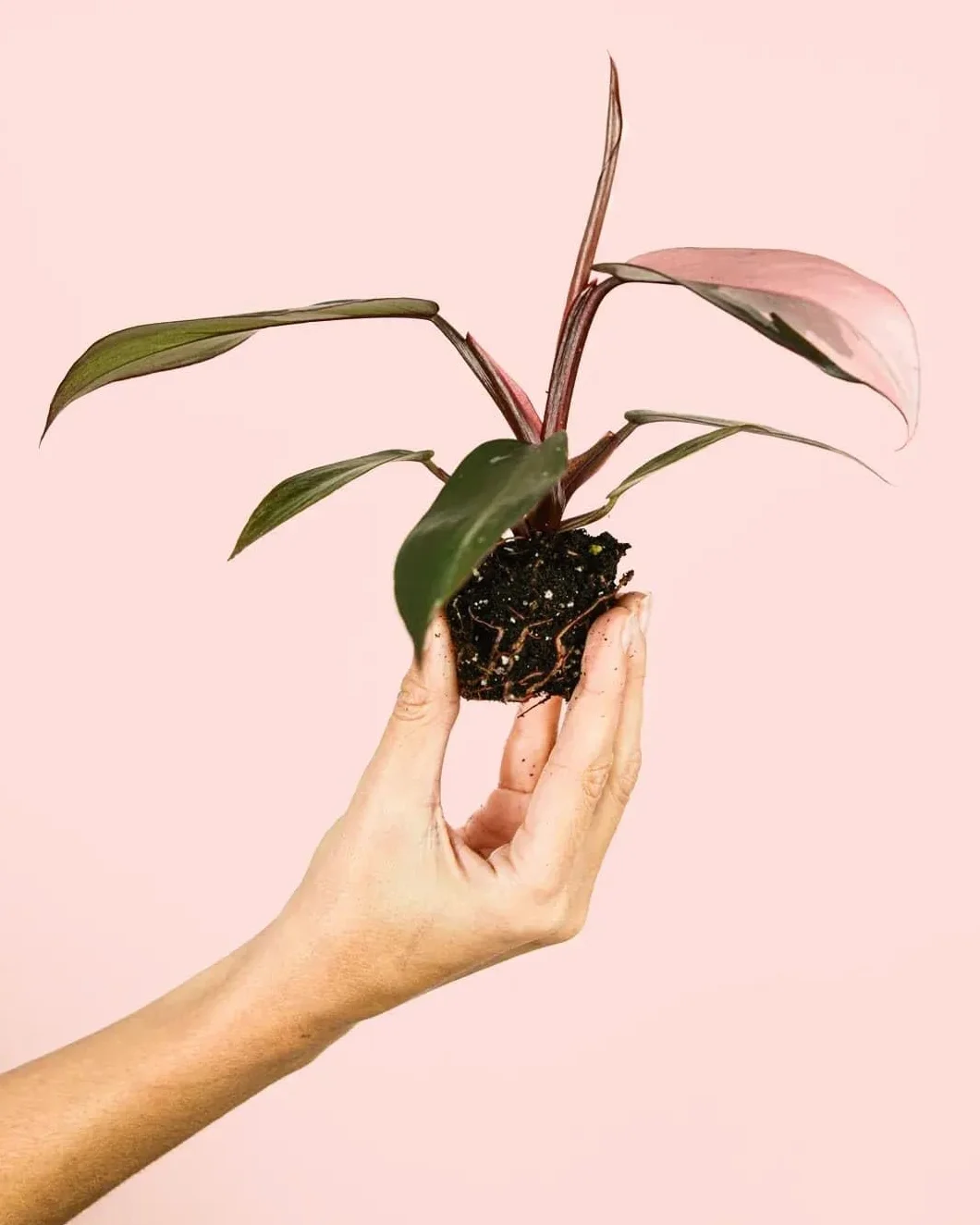 Philodendron Pink Princess Planta Natural Interior Tropical Hojas Variegadas Rosa Verde Oscuro Maceta Ø5 cm