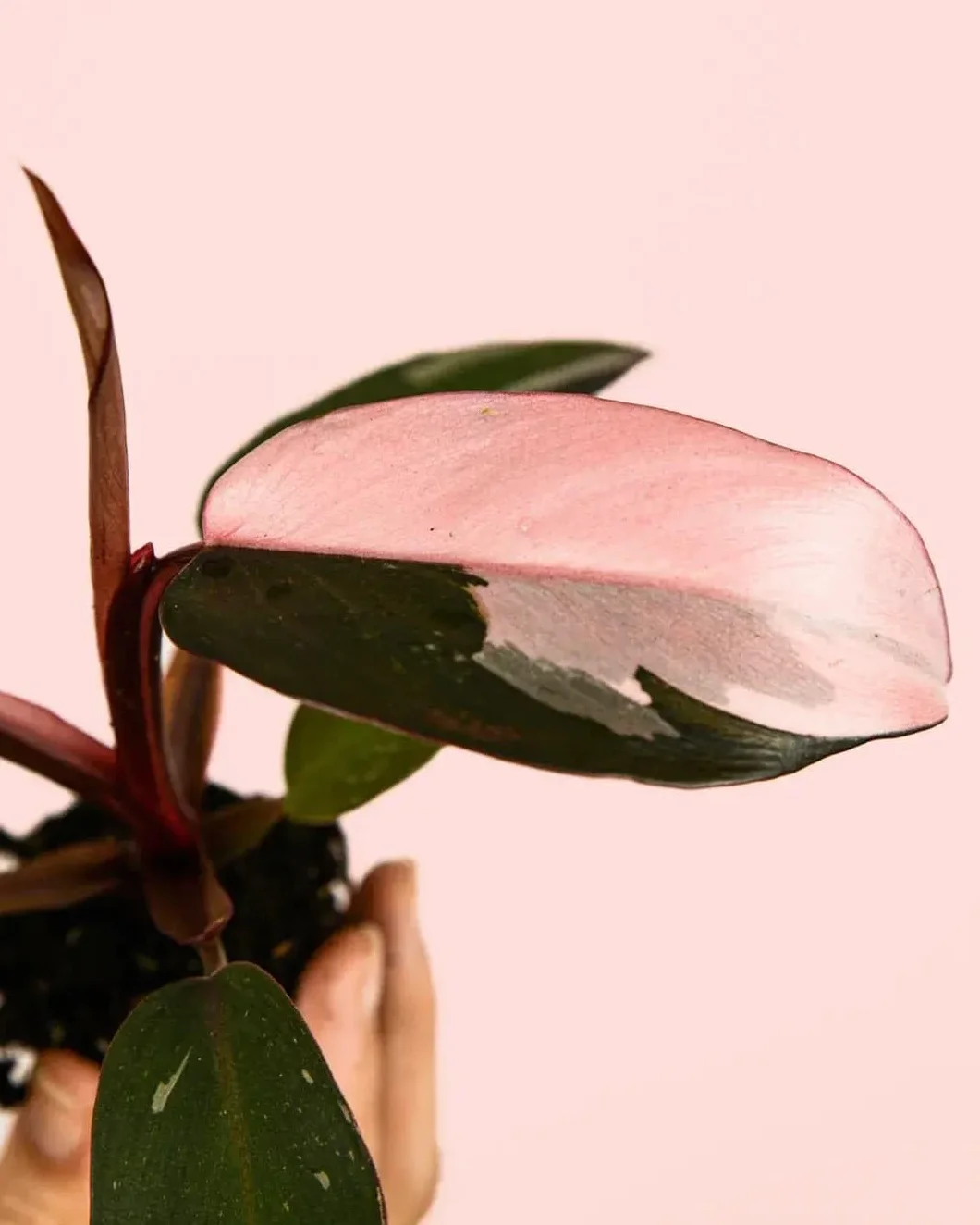 Philodendron Pink Princess Planta Natural Interior Tropical Hojas Variegadas Rosa Verde Oscuro Maceta Ø5 cm