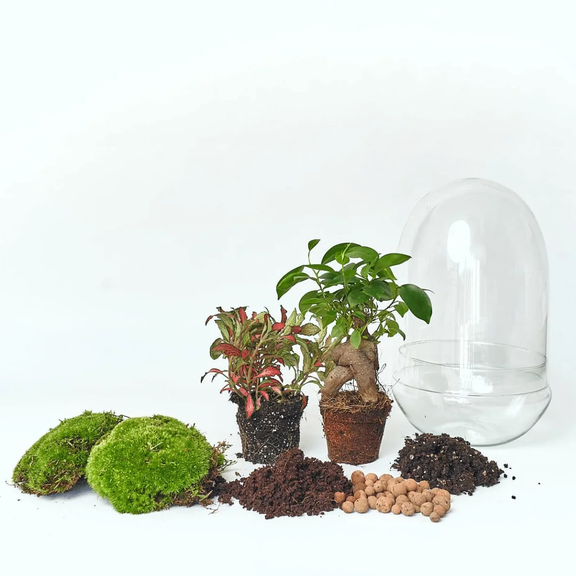 Kit Terrario Plantas Cristal Ficus Ginseng Fittonia Jardín Eterno Ecosistema Cerrado Mediano