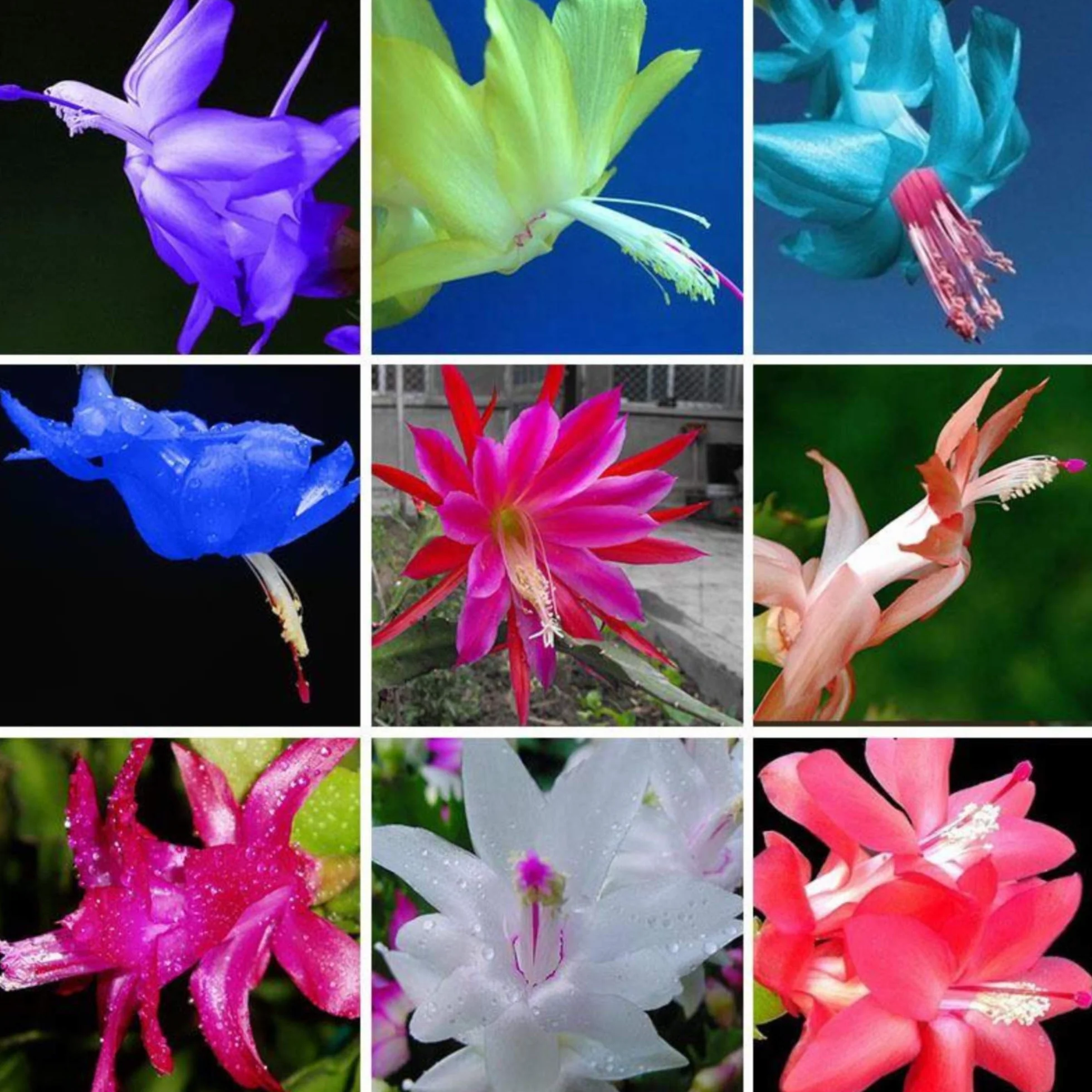 Schlumbergera Seed Zygocactus truncatus Seeds 100 MIX
