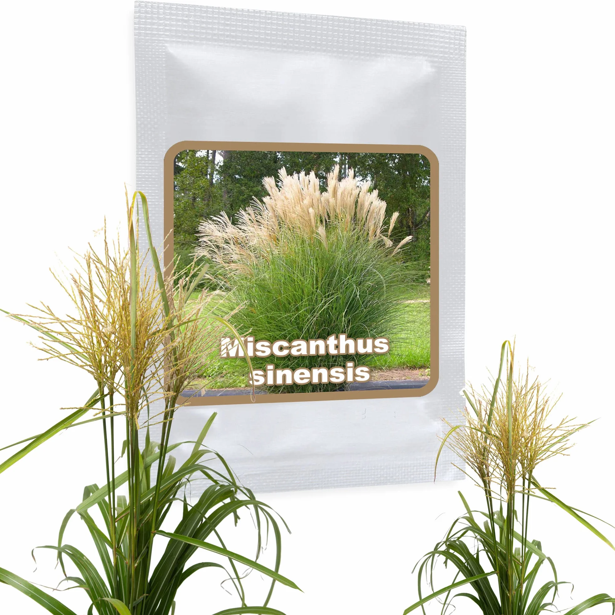 Miscanthus Gigante Semillas - Sinensis Pluma de Plata - Gramínea para Ocultación y Jardín - Aprox. 100 ud