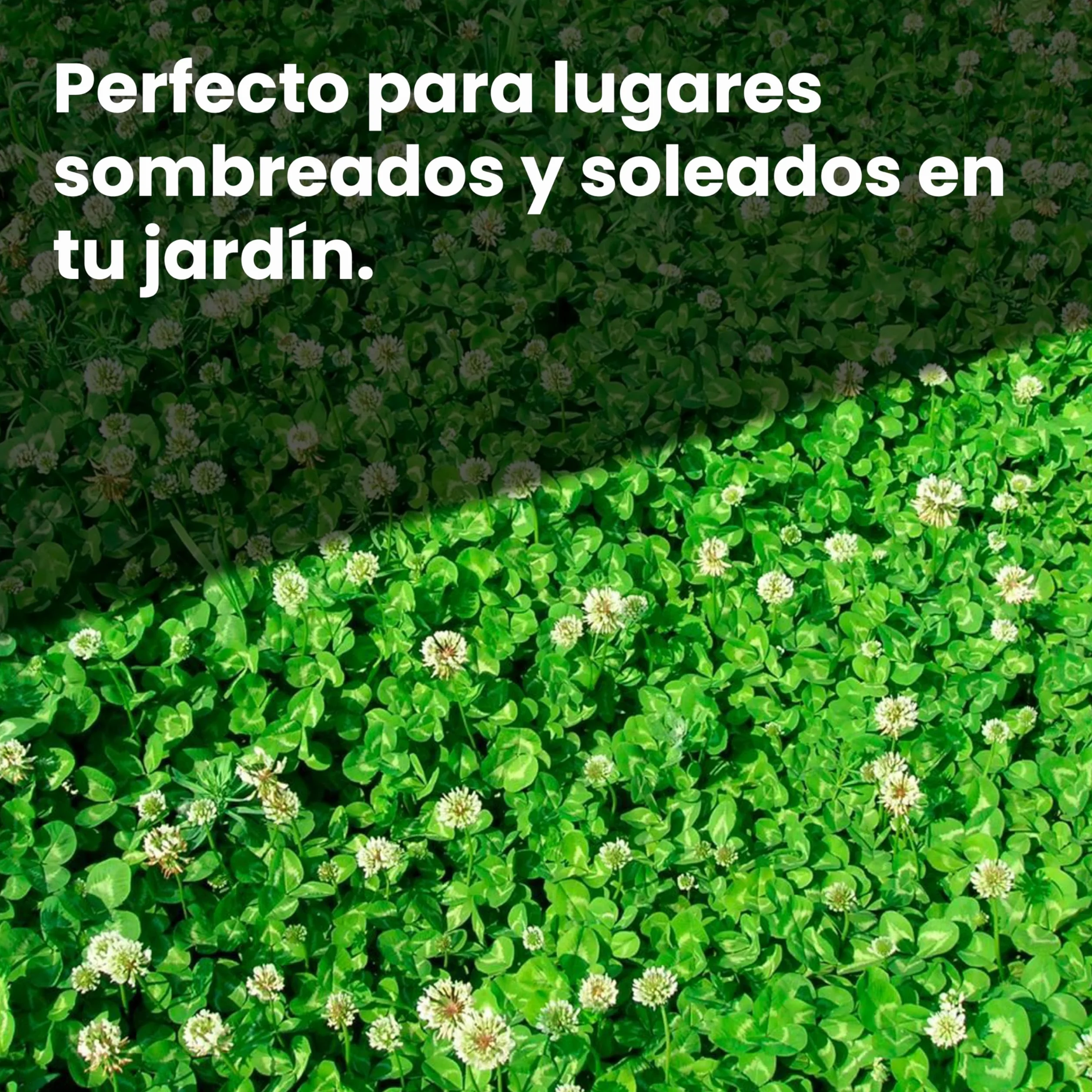 LERAVA Semillas Trebol Blanco Enano 200g 50m² Fija el Nitrógeno Mejora la Fertilidad del Suelo
