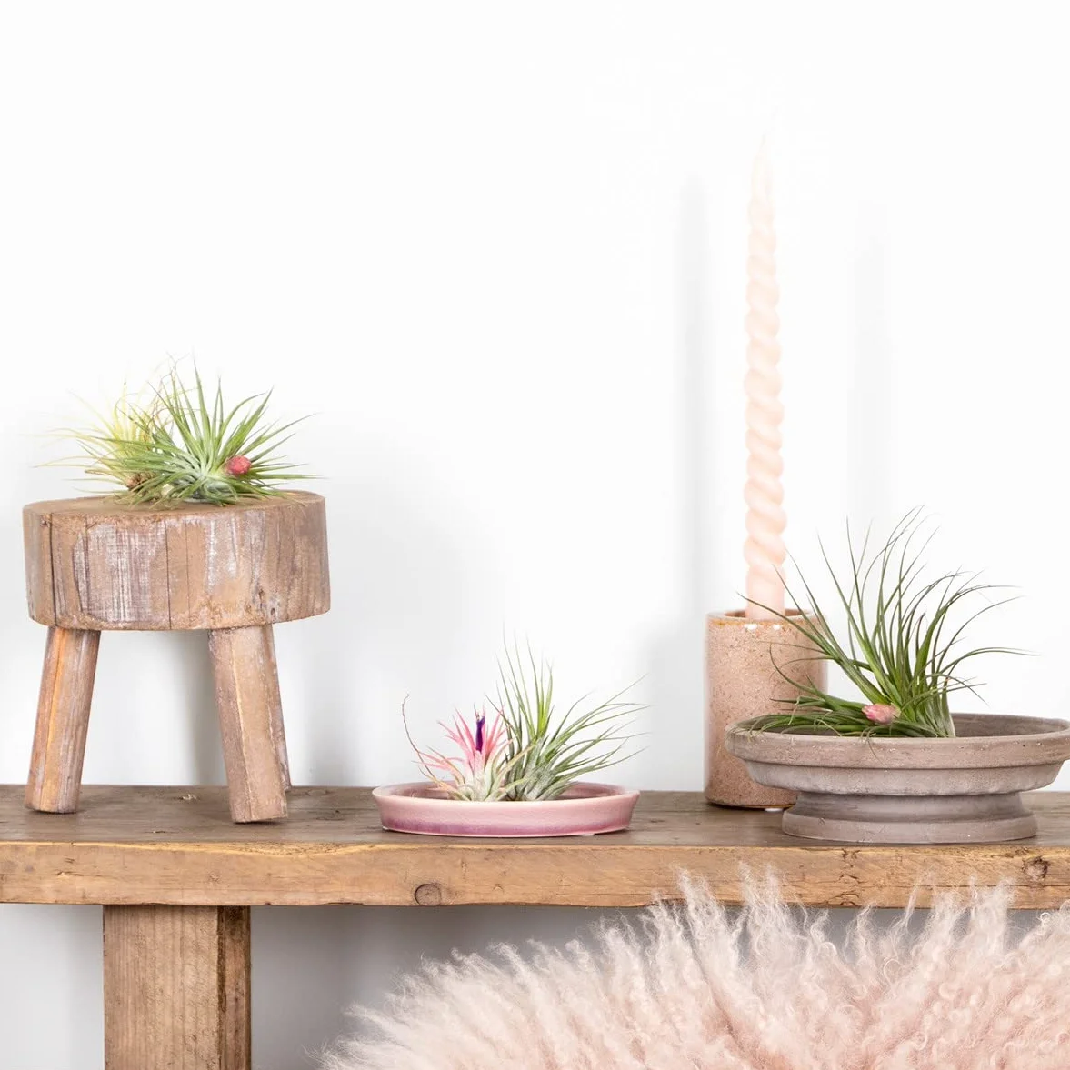 Bloomique Mix de 5 Tillandsia Plantas de aire interior 5-15 cm