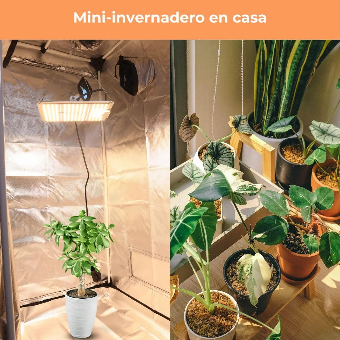 Mobiclinic®, Armario de Cultivo Interior, Growbox, Reflectante Premium Mylar 97%, Hidropónico, Impermeable, Fondo Desmontable, Tejido Nylon Grueso, Estructura Resistente, Grow Tent