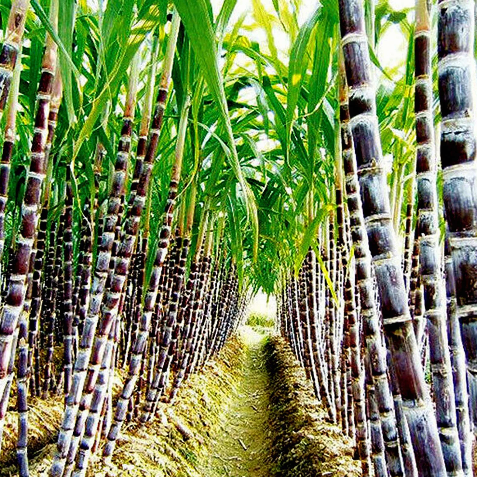 Semillas de caña de azúcar 150 unids/bolsa, Evergreen comestibles alta germinación para balcón Púrpura oscuro