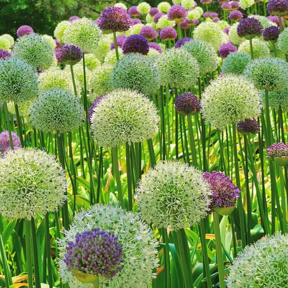 Allium giganteum cebollas ornamentales 5pcs para jardín interior exterior balcón