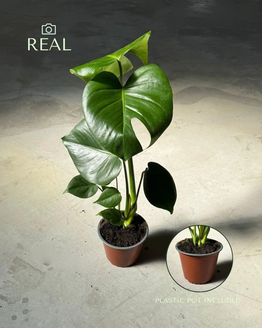 Monstera deliciosa Planta natural interior Maceta Ø12 cm Costilla de Adán